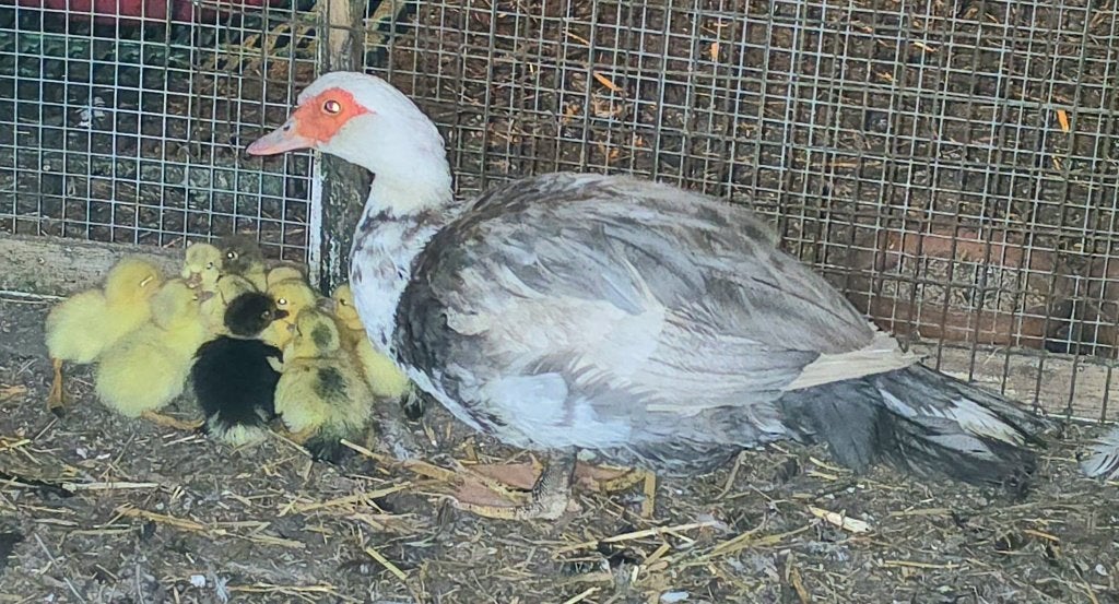 Muskuseend met 4 Kuikens 35€, Dieren en Toebehoren, Pluimvee, Meerdere dieren, Eend