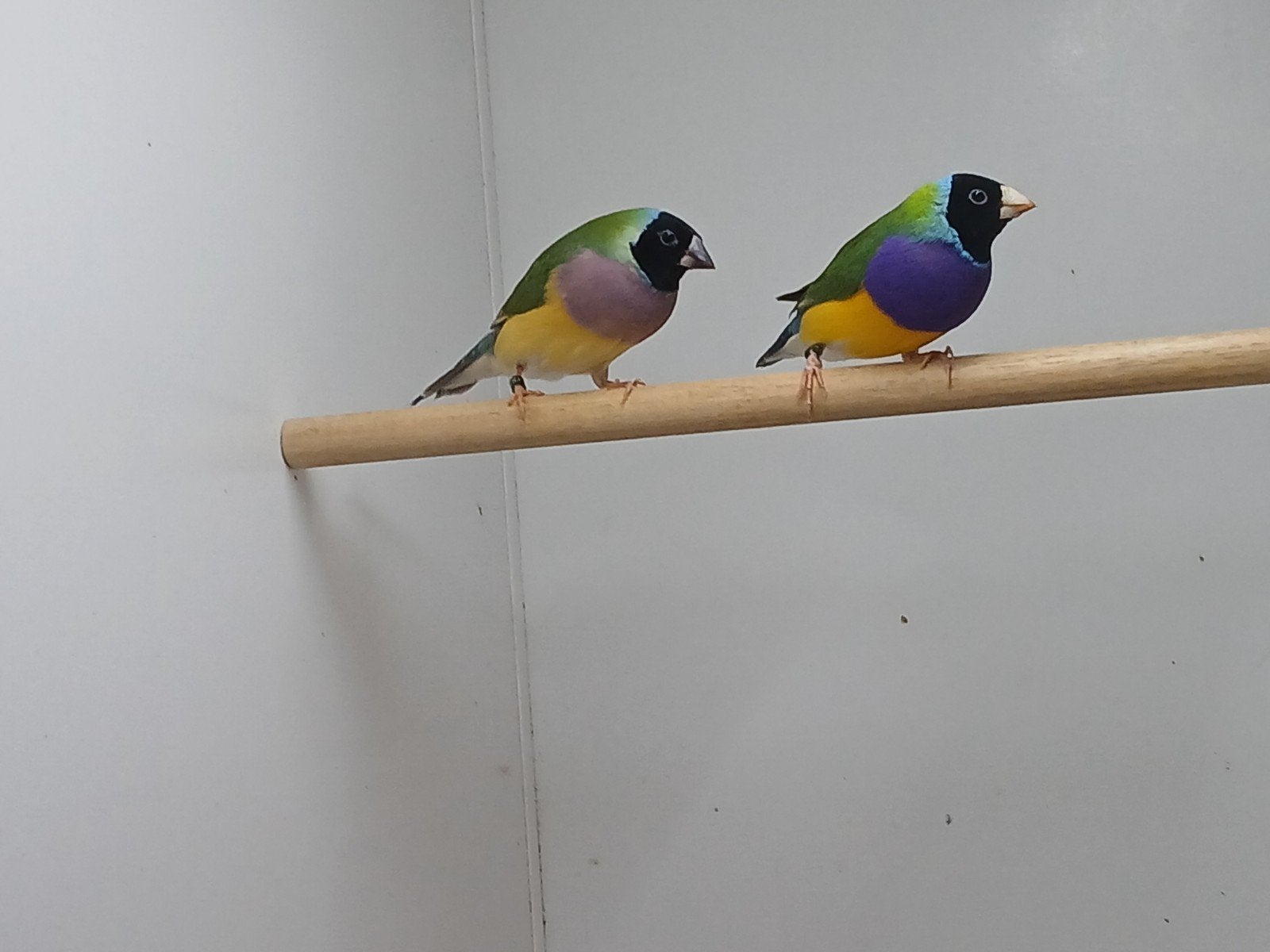 gouldamadines broedrijp, Dieren en Toebehoren, Meerdere dieren, Tropenvogel, Geringd
