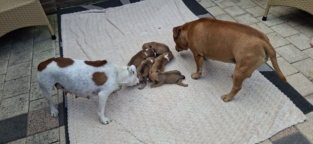 engelse stafford pups, Dieren en Toebehoren, Honden | Bulldogs, Pinschers en Molossers, Overige rassen, 8 tot 15 weken, Teef, Meerdere