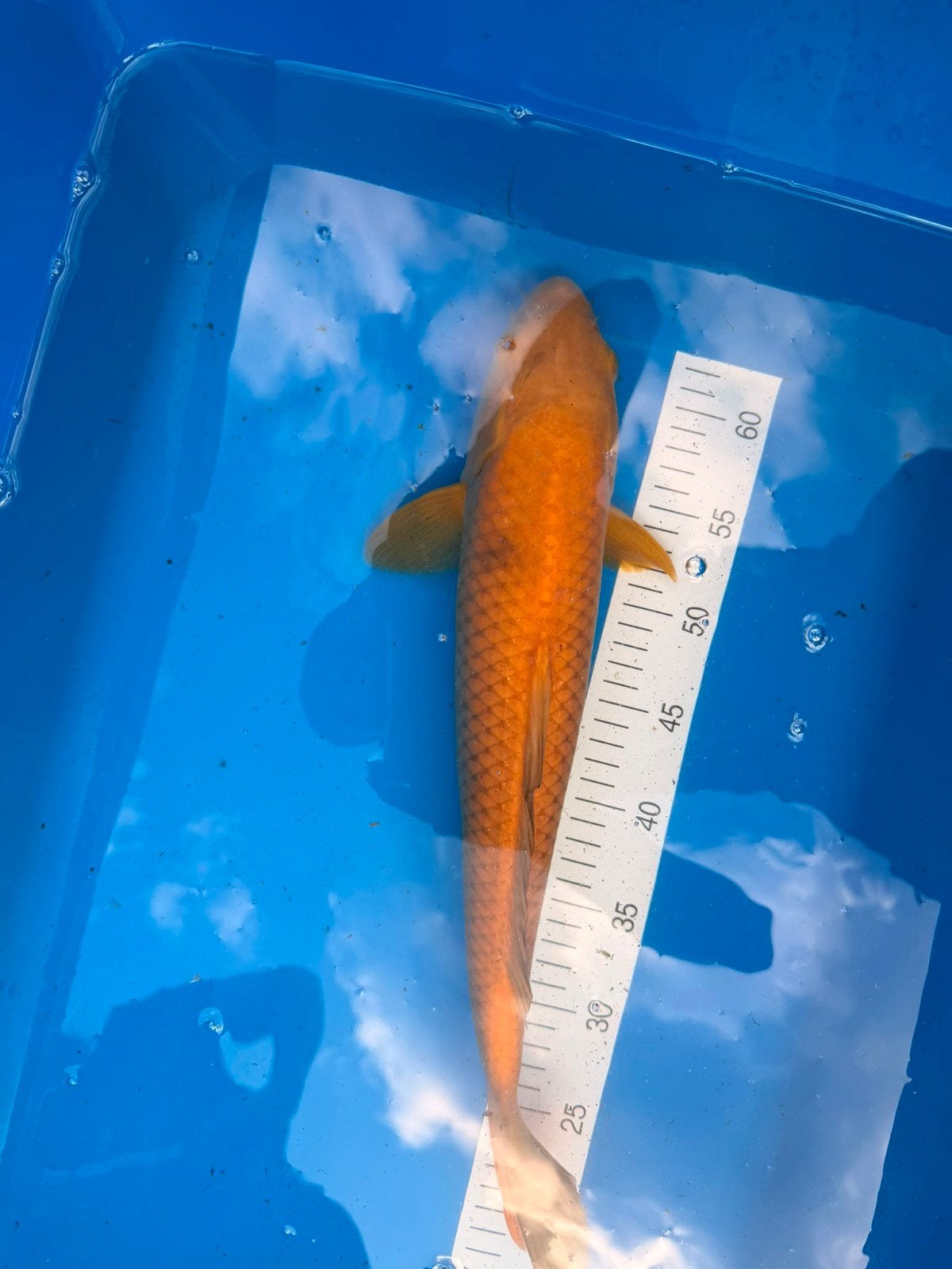 Chagoi +/- 40 a 45 cm