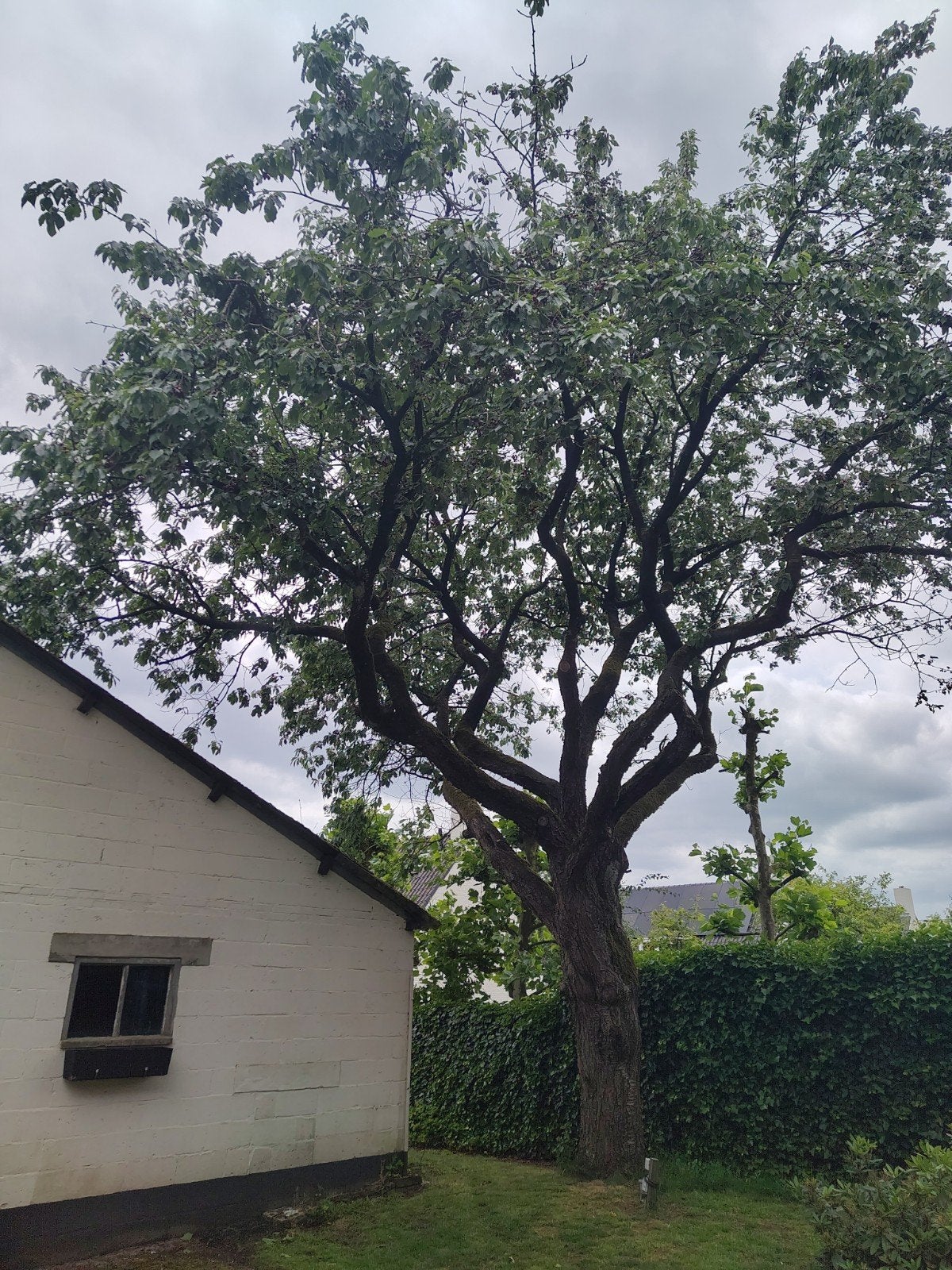 Kersen plukken in Teteringen., Ophalen, Lente