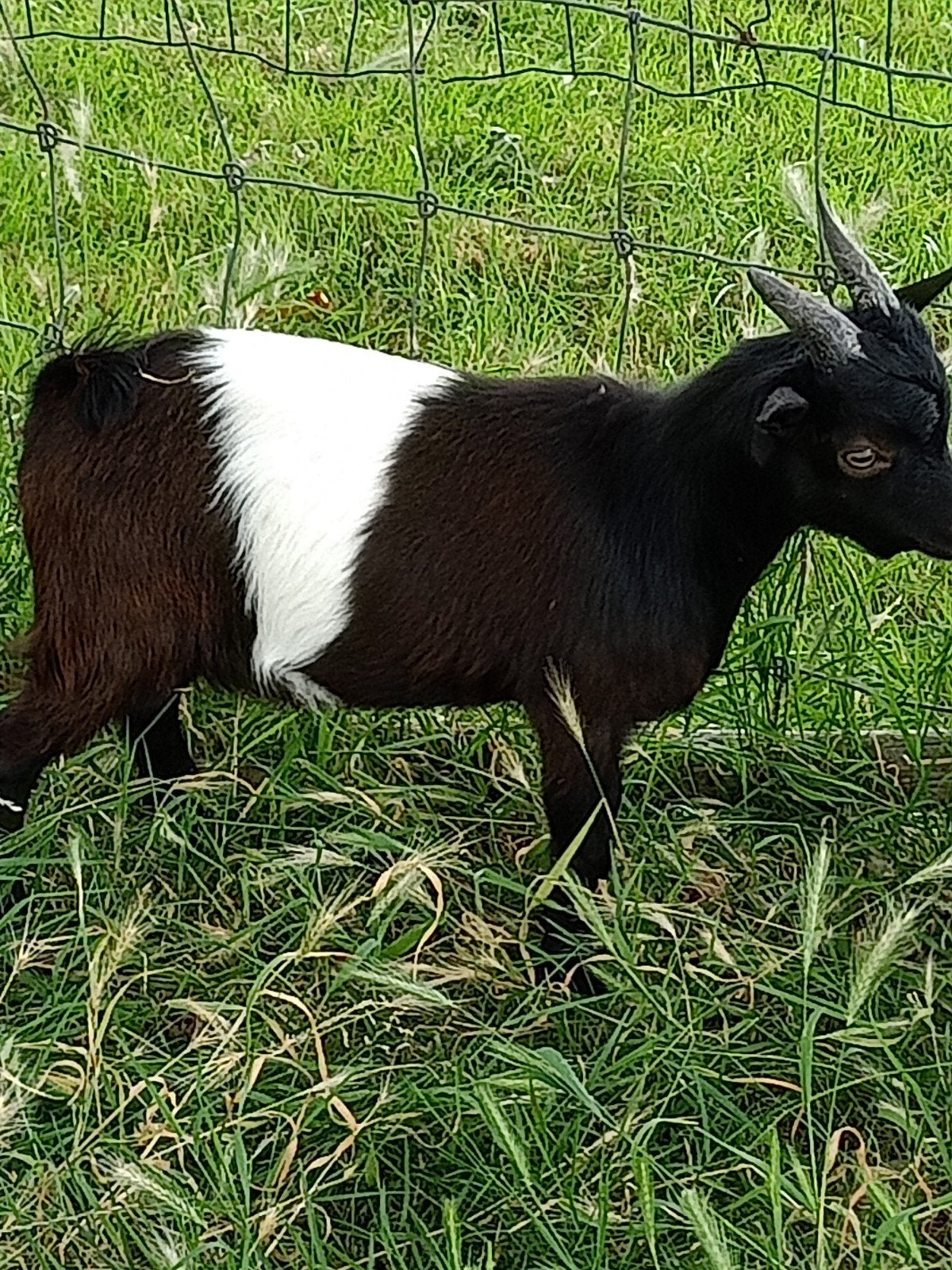Lakenvelder dwergbokje, Dieren en Toebehoren, Mannelijk, Geit, 0 tot 2 jaar