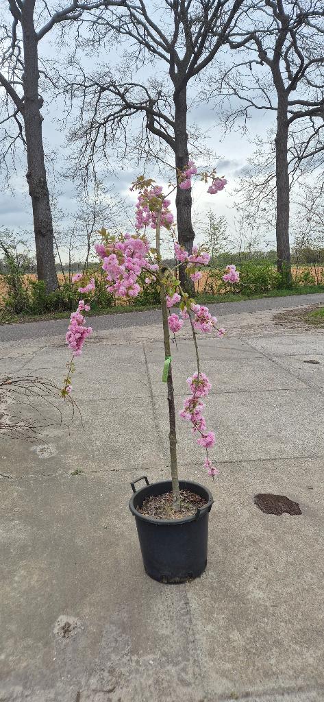 Treurkers, Ophalen, Overige soorten, Minder dan 100 cm
