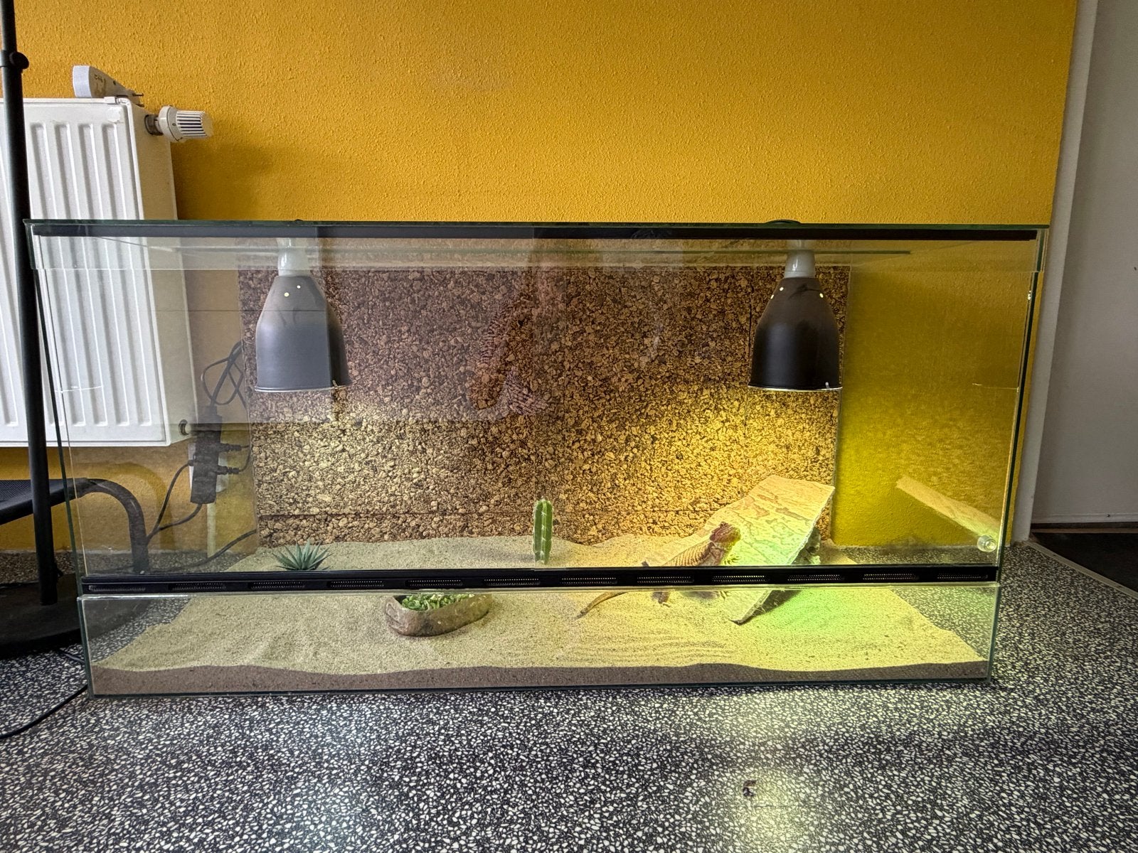 Mooie baardagaam, ongeveer 3 jaar oud. Bearded Dragon photo 3