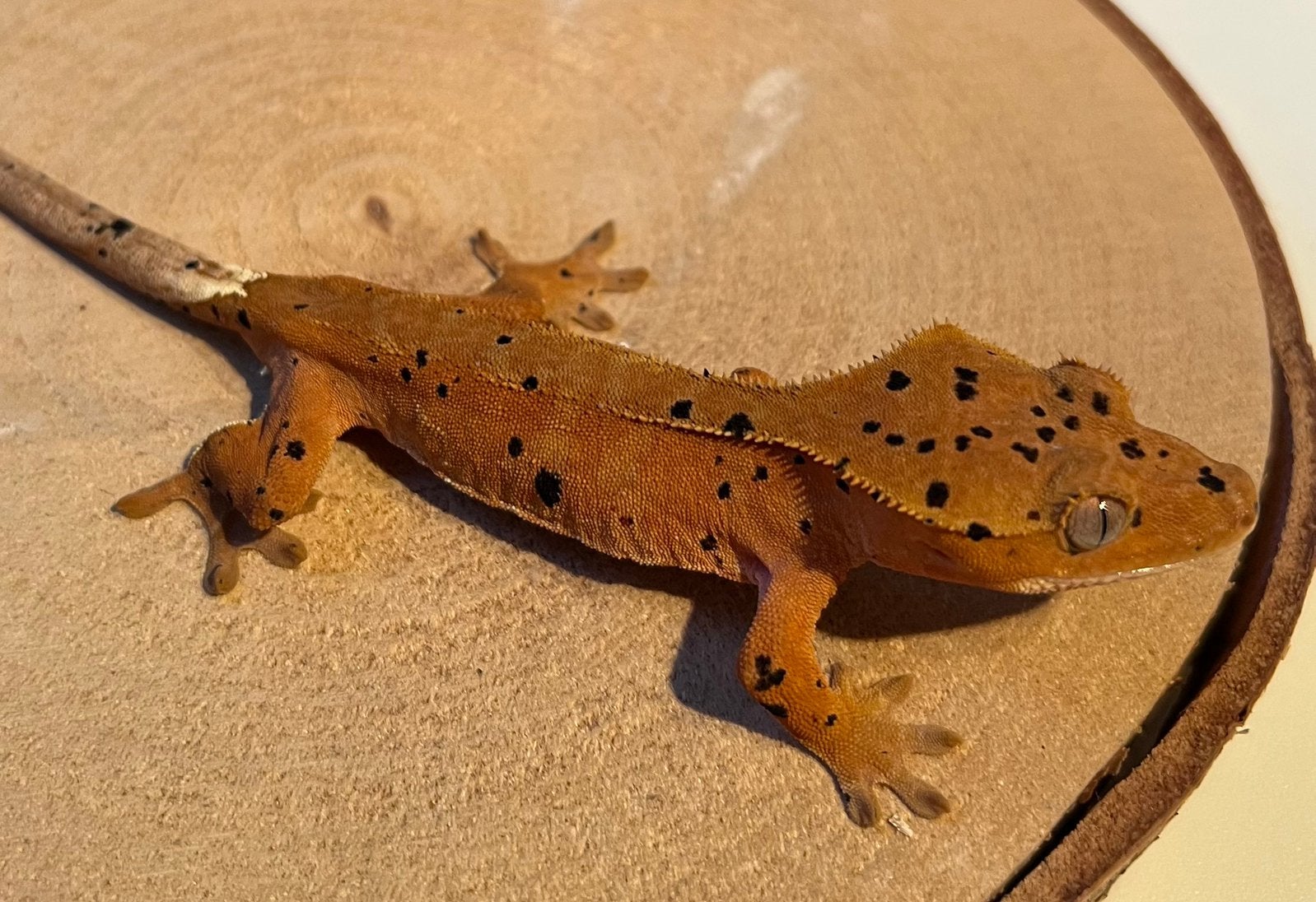 Wimpergekko rode dalmation Crested Gecko - female for sale from FirstlineGeckos