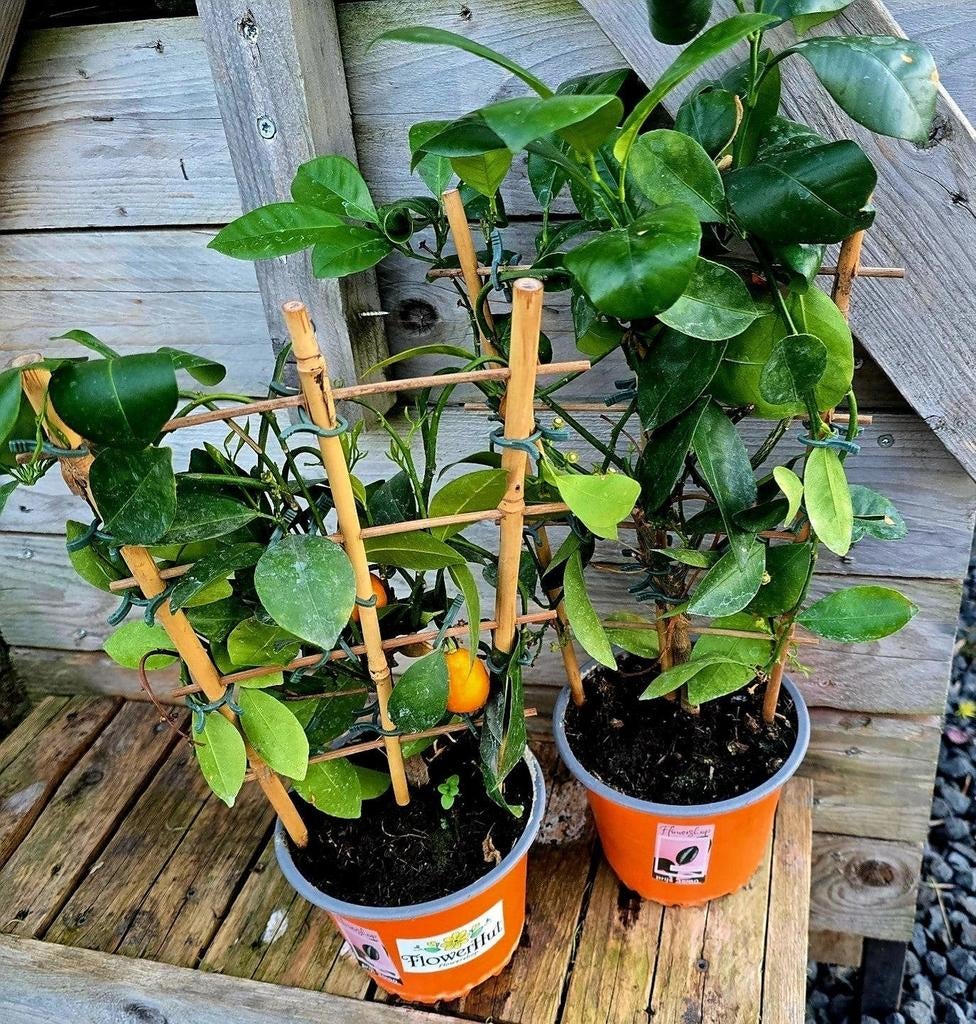 mandarijnenboom is Citrus reticulata met rekje, Tuin en Terras, Planten | Tuinplanten, Ophalen of Verzenden, Overige soorten, Volle zon