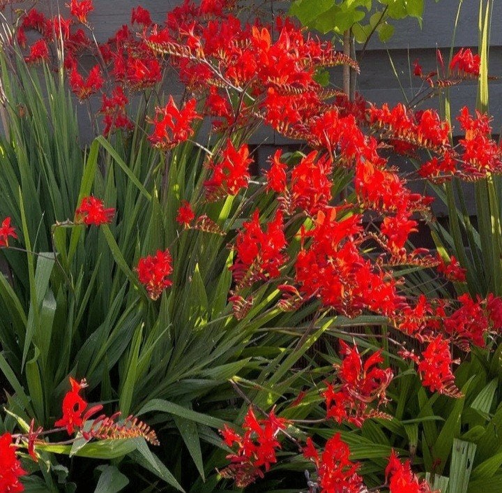 Montbretia (Crocosmia 'Lucifer'), 1 euro, Tuin en Terras, Overige soorten, Volle zon, Vaste plant, Ophalen of Verzenden
