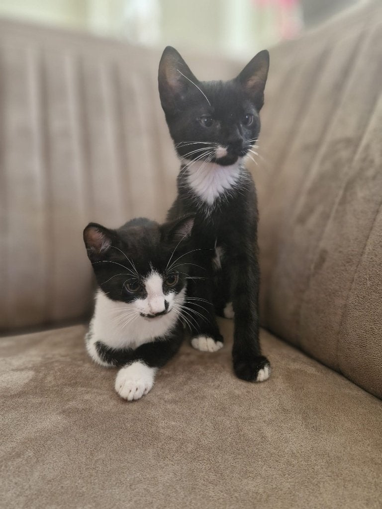Lieve kittends, Kater, Ontwormd, 0 tot 2 jaar