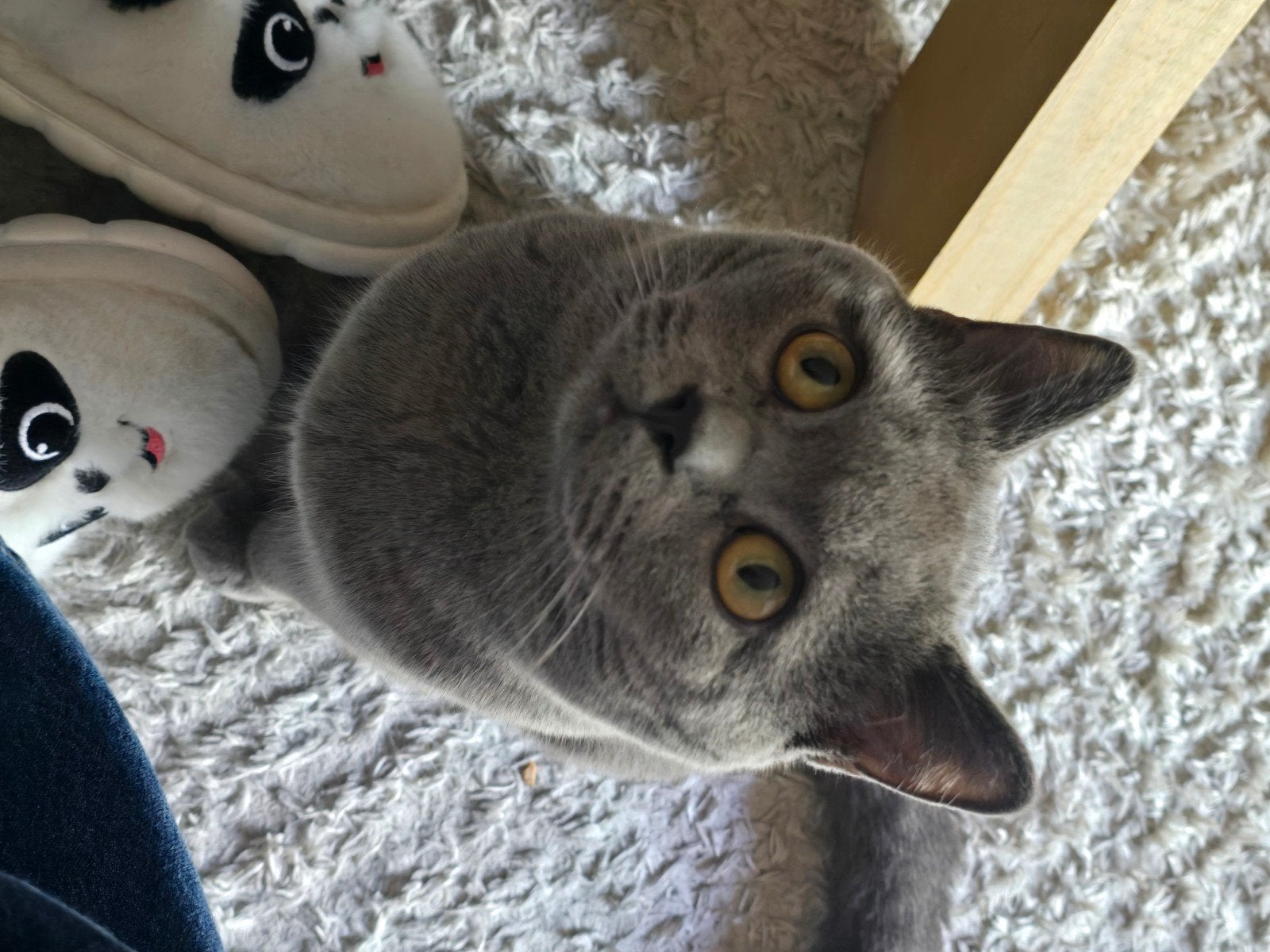 kater, Dieren en Toebehoren, Katten en Kittens | Overige Katten, Kater, Kortharig, 0 tot 2 jaar