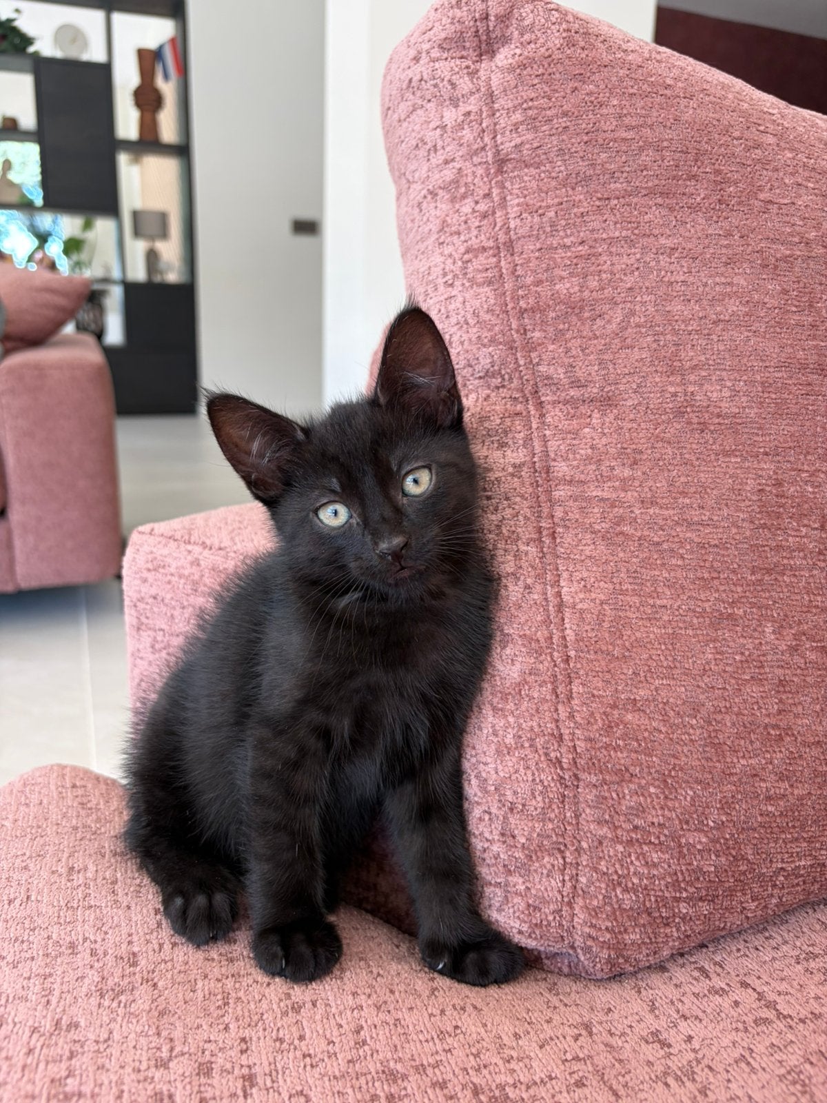 Kittens, Meerdere dieren