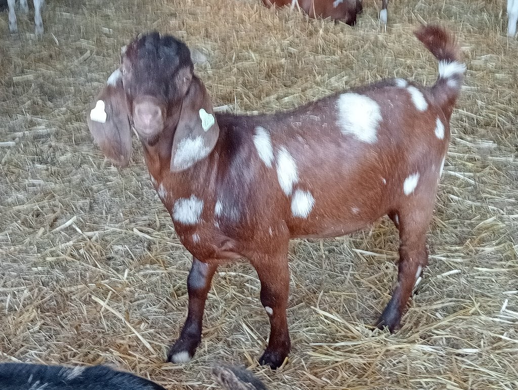 Boerbok, Mannelijk, Geit, 0 tot 2 jaar