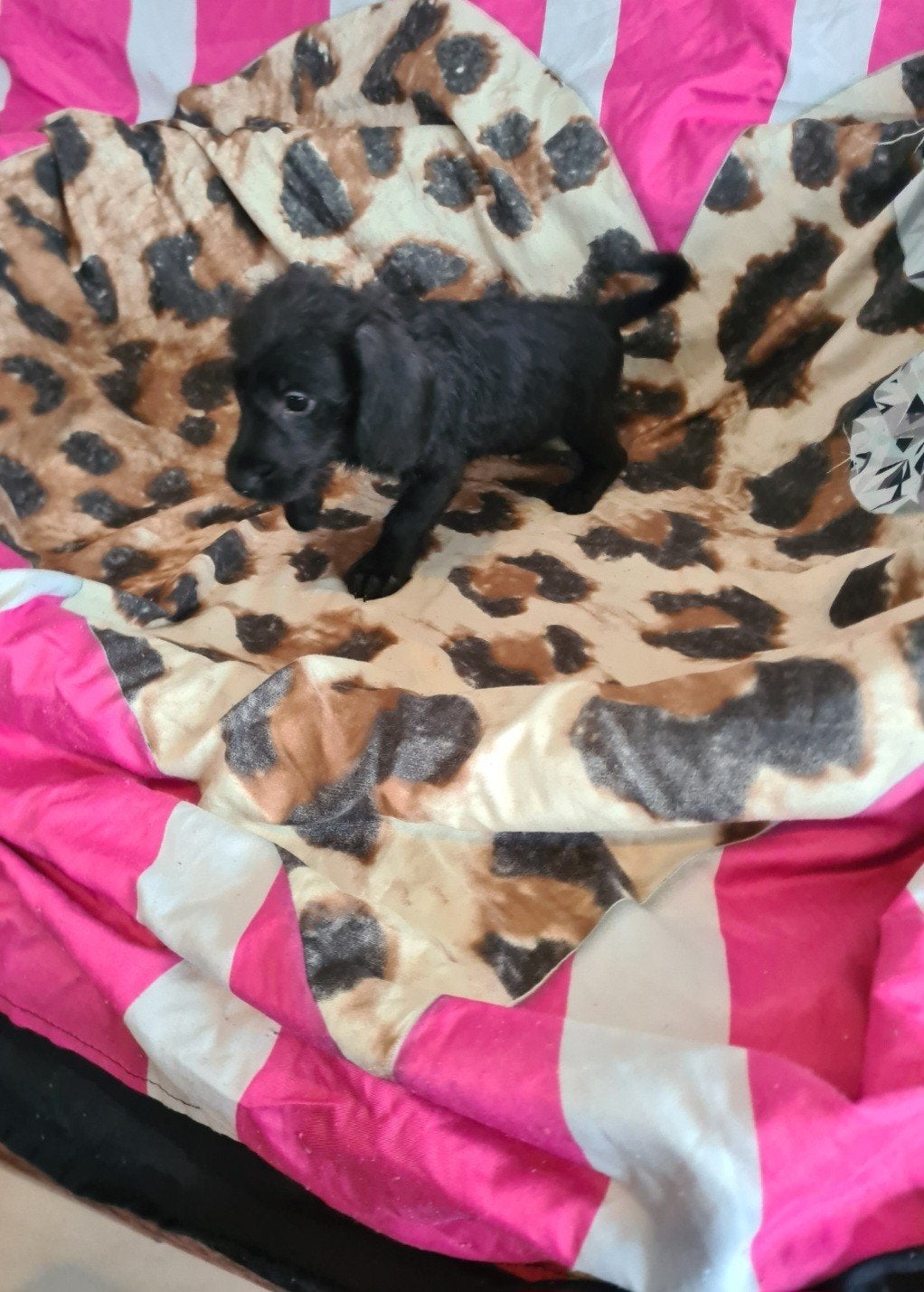 Kleine dwergteckel x poedel puppies! Mini doodle / doxiepoo., Dieren en Toebehoren, Honden | Chihuahua's en Gezelschapshonden