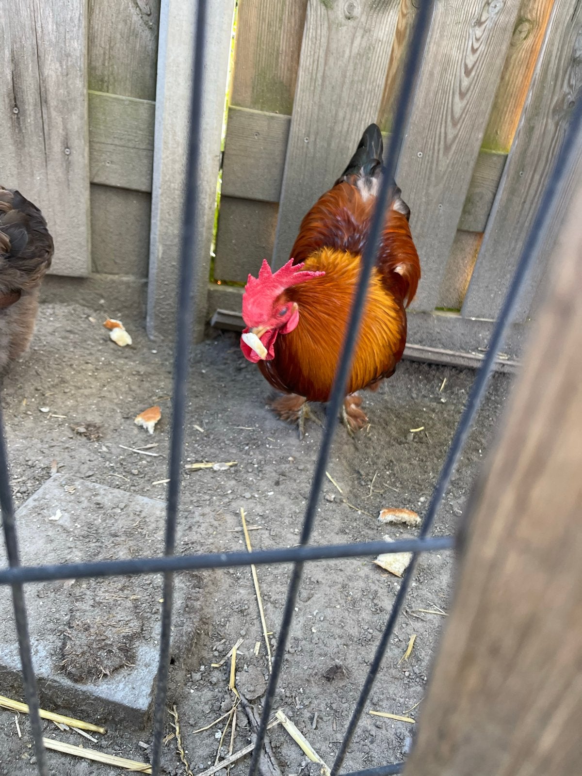 Haane 3 stuks gezond half jaar oud, Dieren en Toebehoren, Pluimvee, Mannelijk, Kip