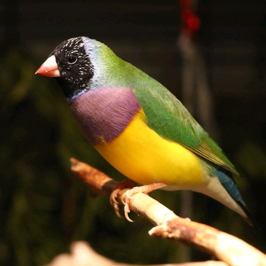 Gouldamadines te koop, Dieren en Toebehoren, Vogels | Overige Vogels, Meerdere dieren