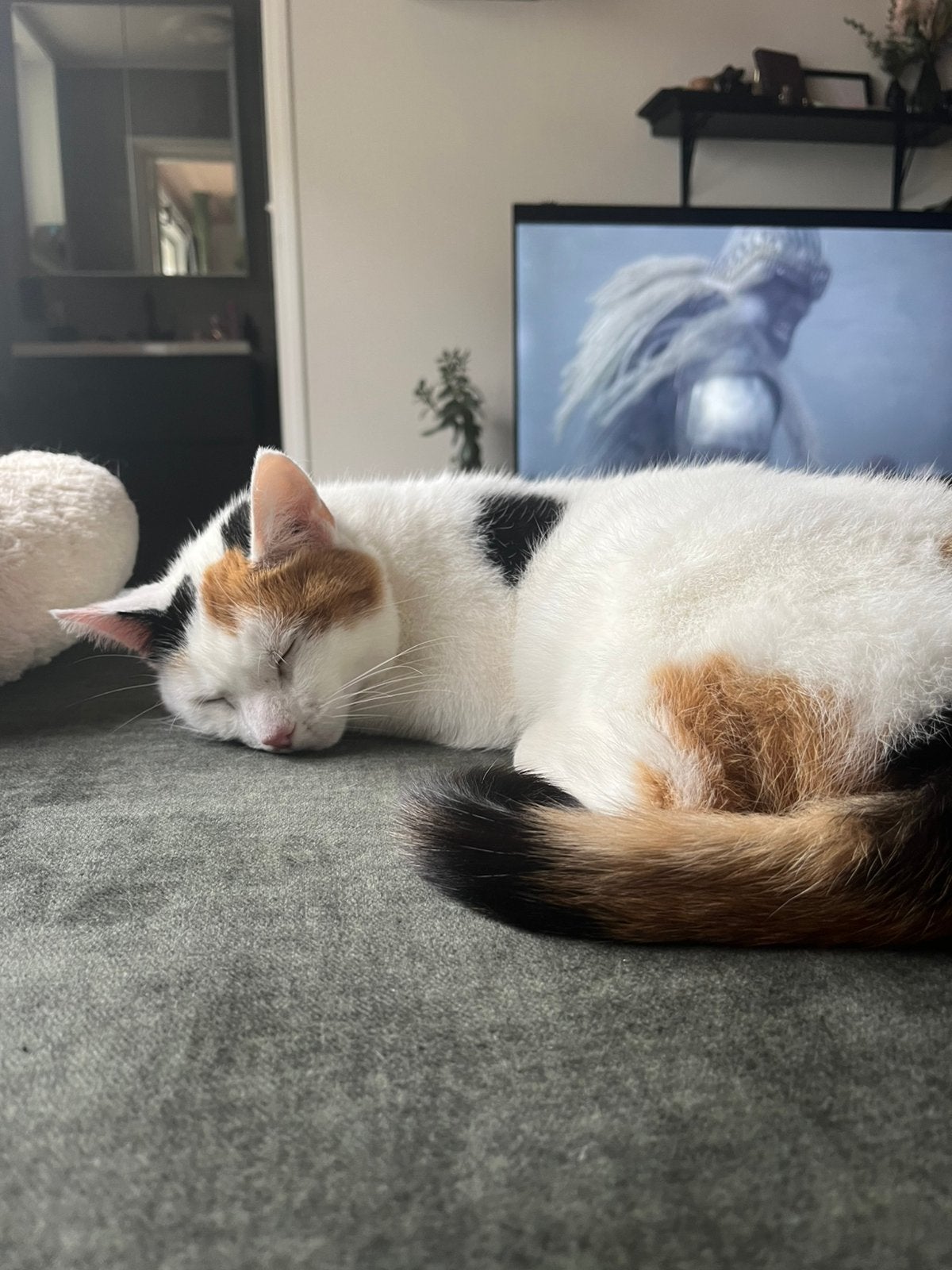 lapjes poes, Dieren en Toebehoren, Katten en Kittens | Overige Katten, Poes, Kortharig, 3 tot 5 jaar
