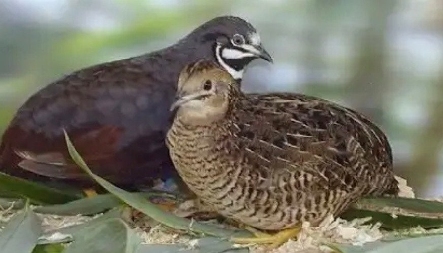 5 Japanse wildbroed, Dieren en Toebehoren, Meerdere dieren