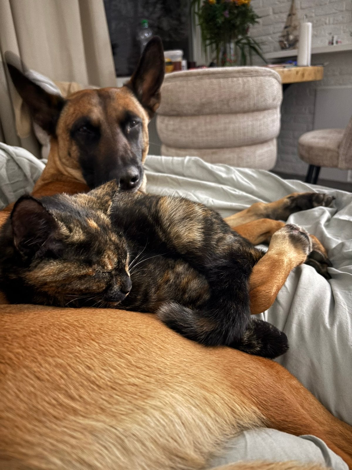 Kittens, Poes, Kortharig