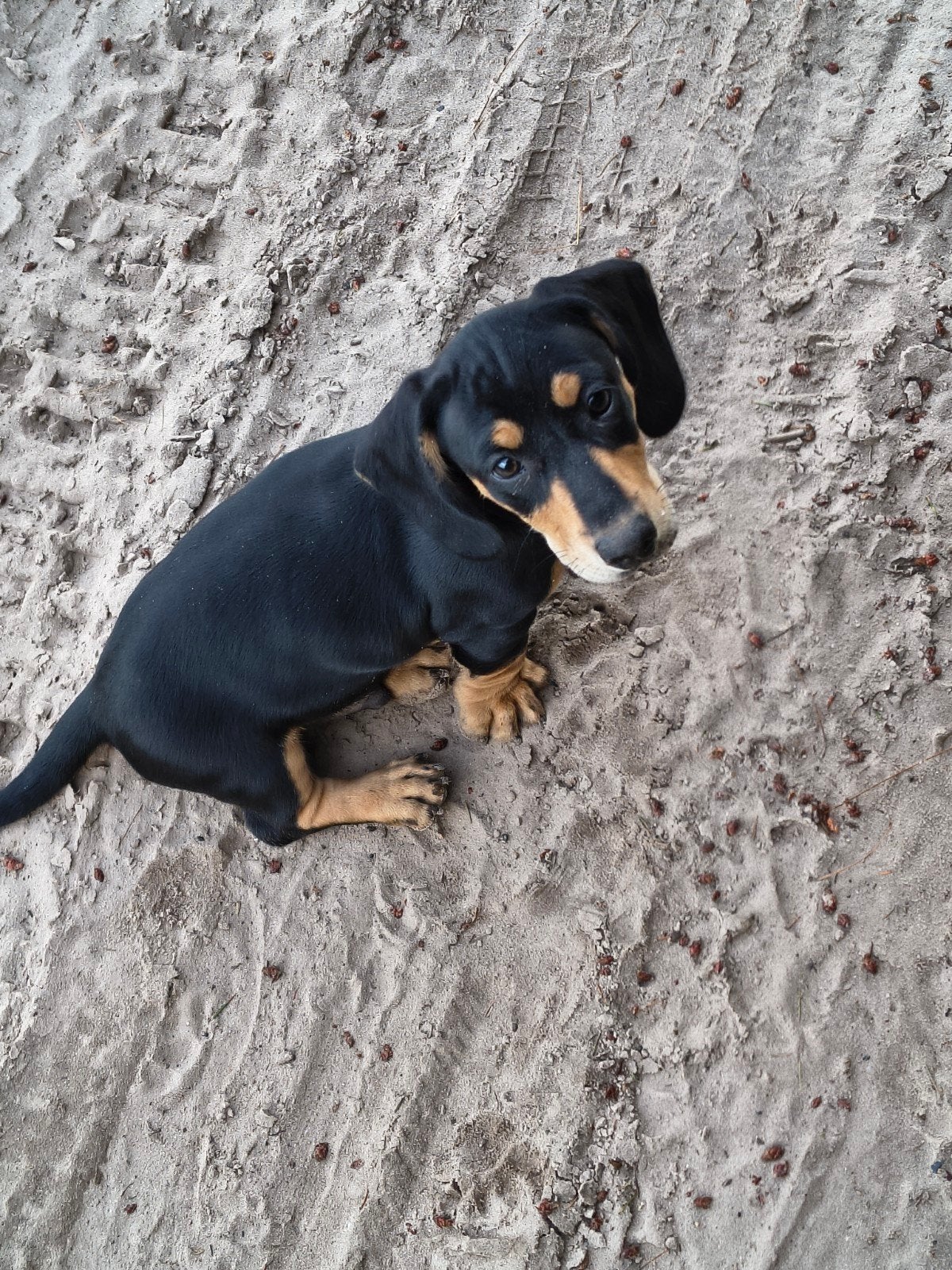 Kort harige teckel puppy reutje, Reu, 8 tot 15 weken, Korthaar, Dwerg