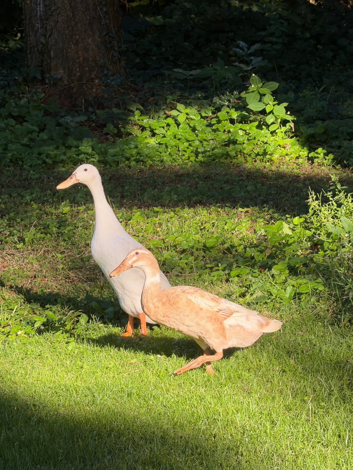 2 Indische loopeenden met hok, Ophalen, Overige typen