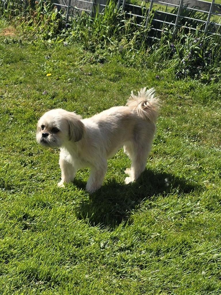 Boomer hondje, Overige rassen, 1 tot 2 jaar, Teef, Eén hond