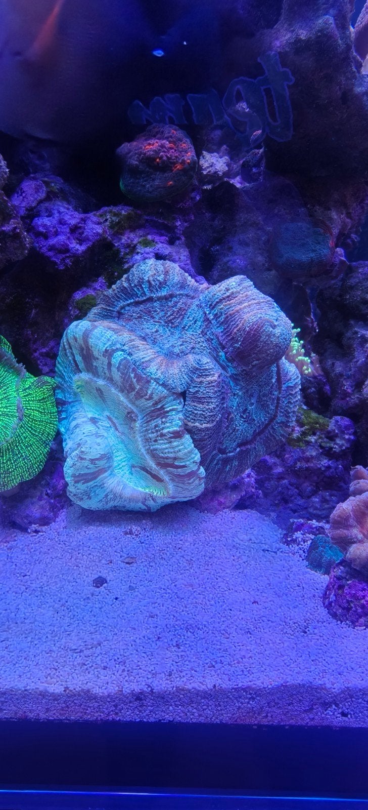 SPS & LPS koraal – Trachyphyllia, Torch, Montipora,Alveopora, Overige typen