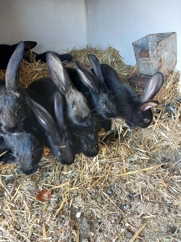 Mooie konijnen, Dieren en Toebehoren, Geslacht onbekend, Groot, 0 tot 2 jaar