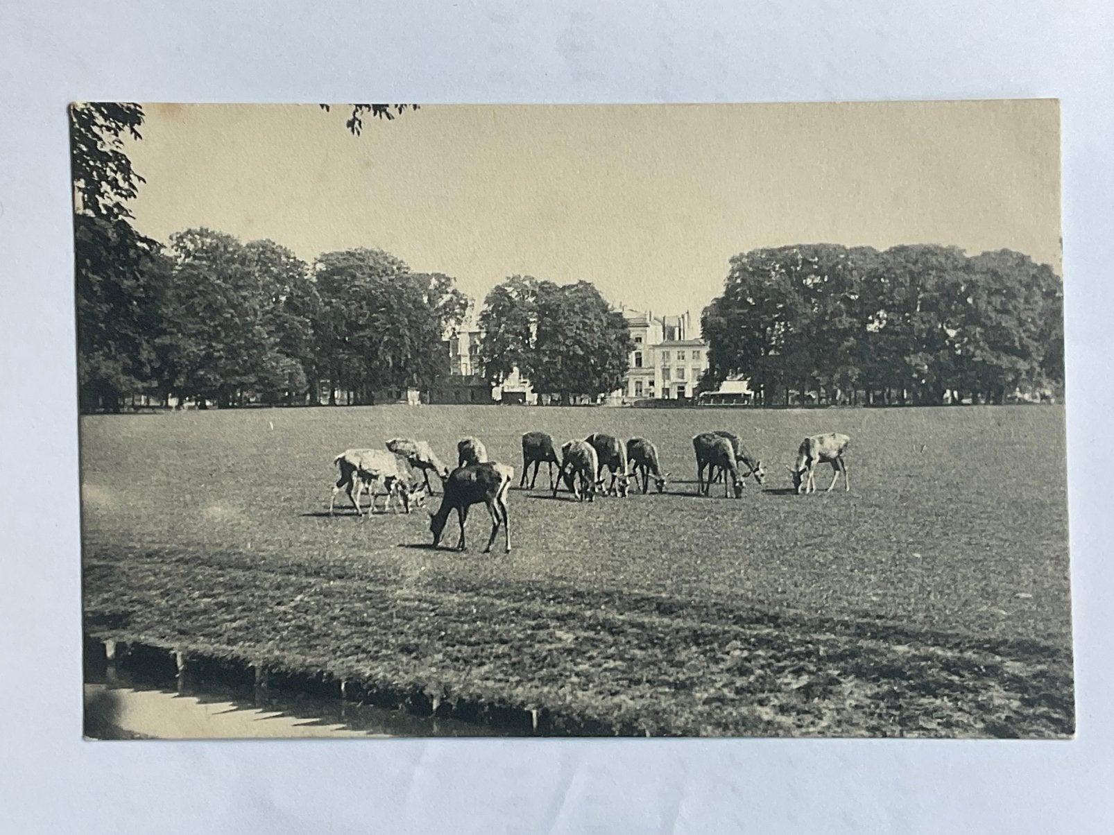 Den haag,hertenkamp, Ophalen of Verzenden, Voor 1920, Zuid-Holland
