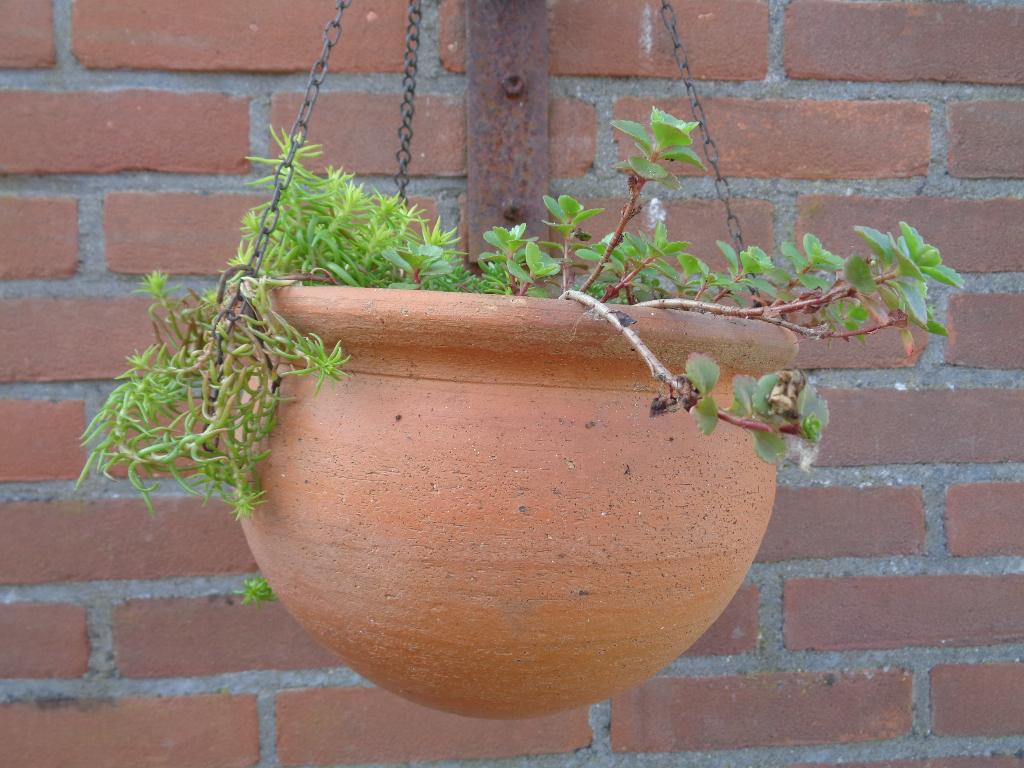 ronde aardewerk hangpot met Sedum vetplantjes, Tuin en Terras, Planten | Tuinplanten, Overige soorten, Volle zon, Ophalen of Verzenden
