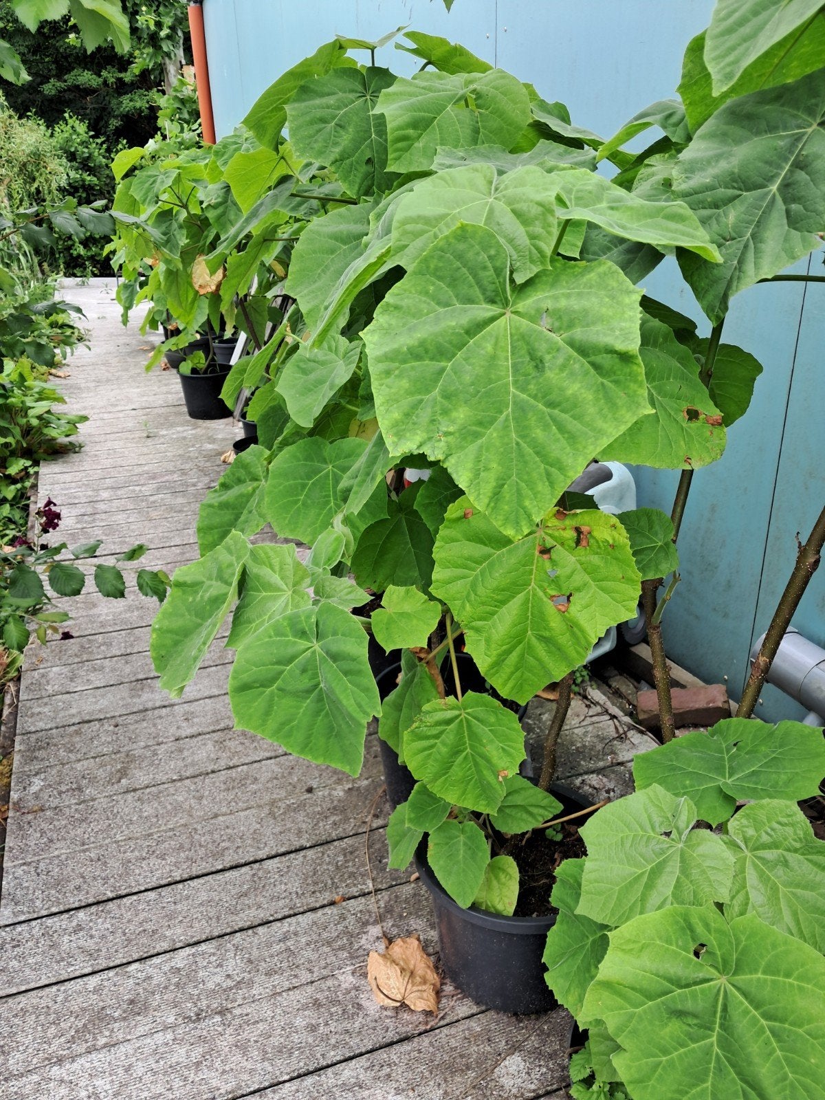 Te koop Anna Pauwlona boom. 1 meter +, Tuin en Terras, Planten | Fruitbomen, Ophalen, In pot, Lente