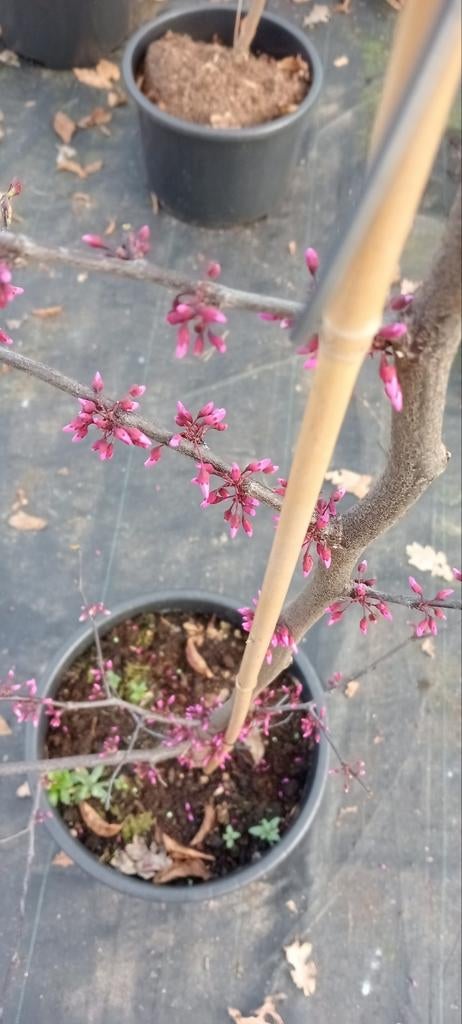 Cercis Forest Pansy (Amerikaanse Judasboom), Tuin en Terras, Ophalen of Verzenden, Zomer, Volle zon, Overige soorten