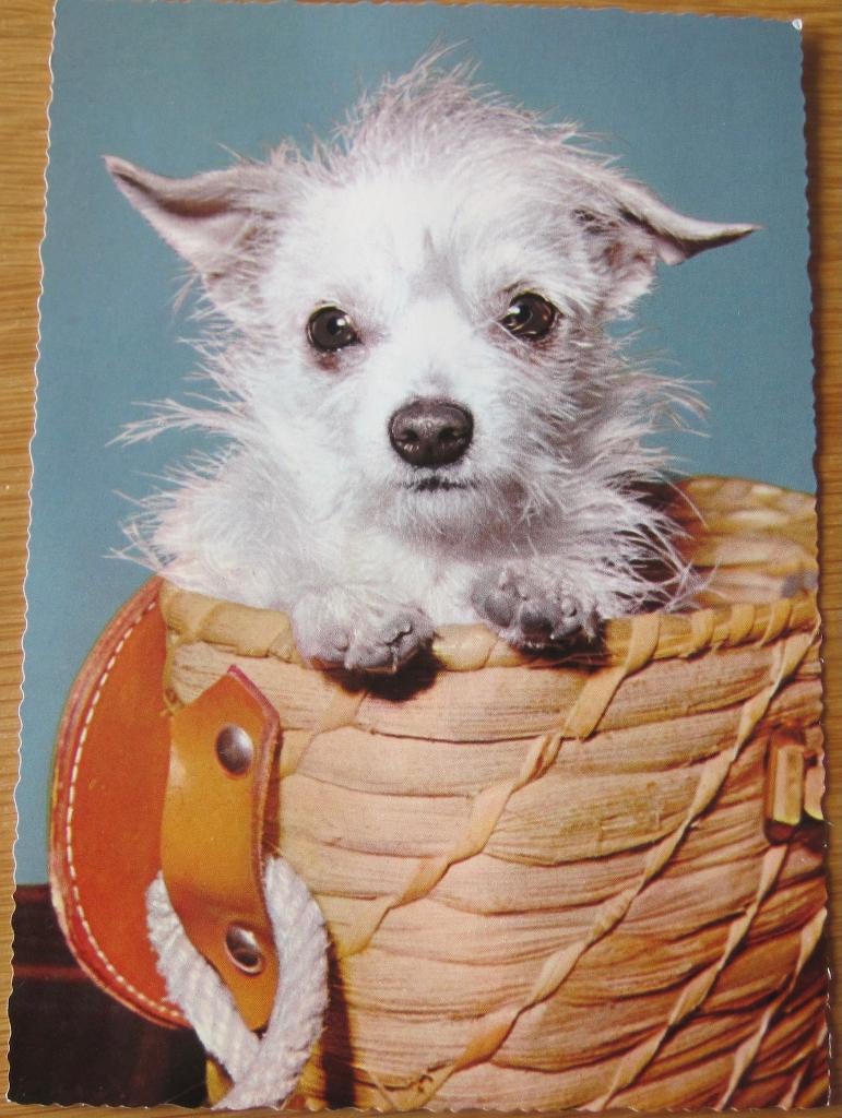 Terrier in rieten mandje, Verzenden, 1960 tot 1980, Ongelopen, Hond of Kat