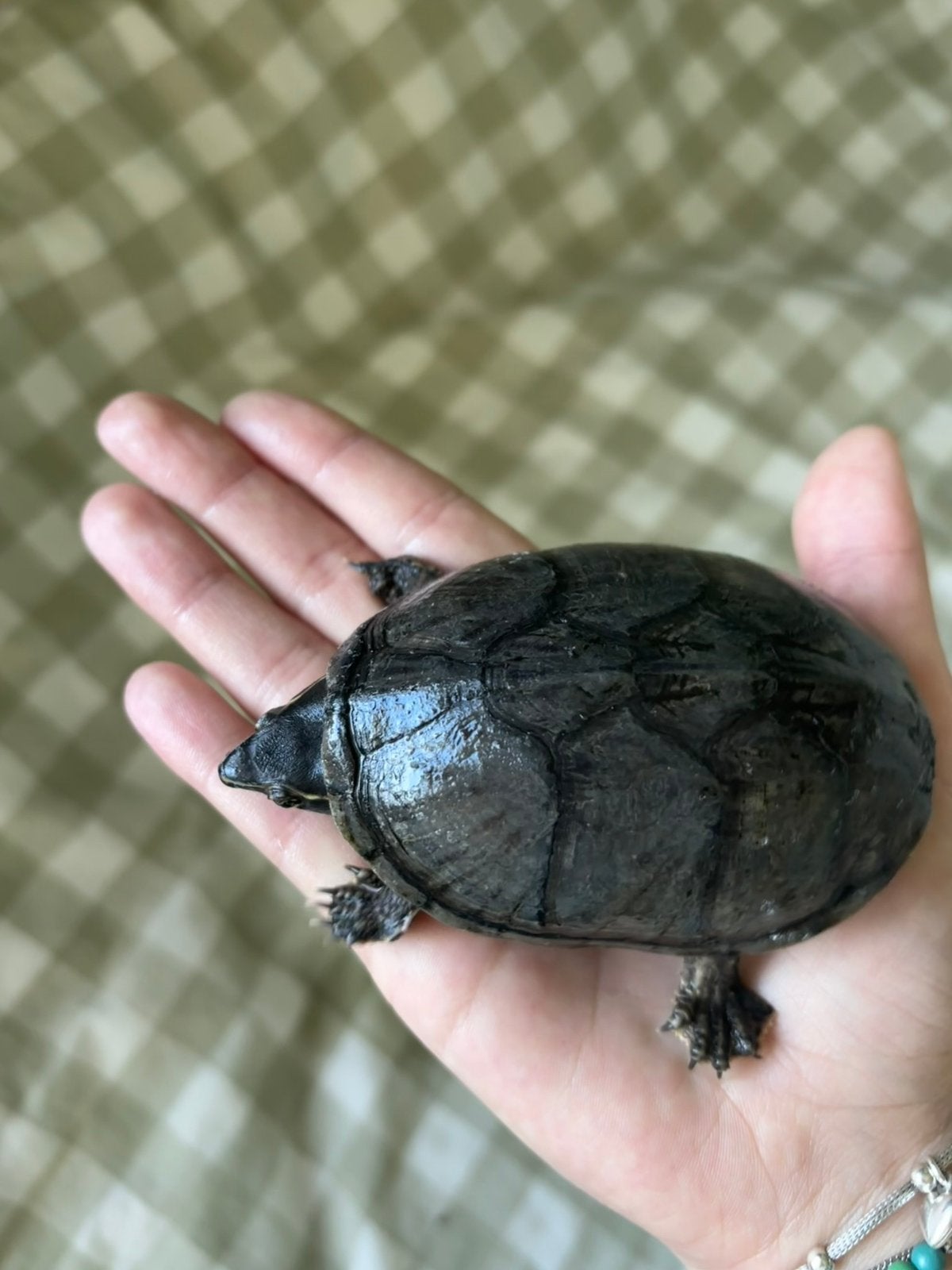 2x Muskusschildpad Turtle photo 2