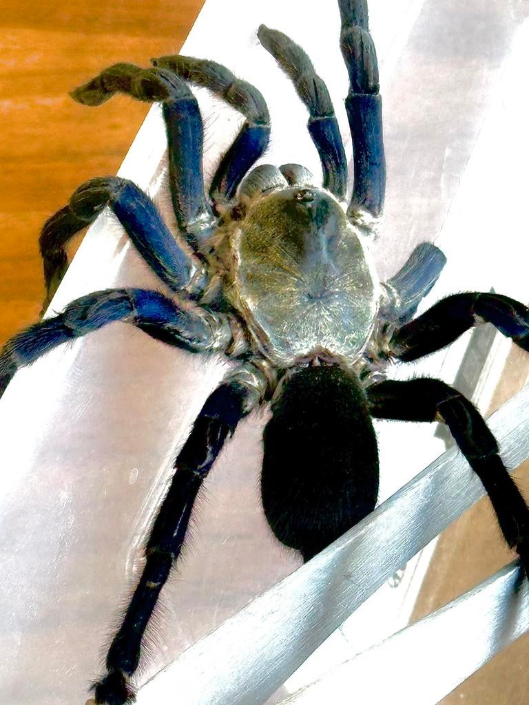 cobalt blue tarantula or Cyriopagopus lividus 0.1, Dieren en Toebehoren, Insecten en Spinnen