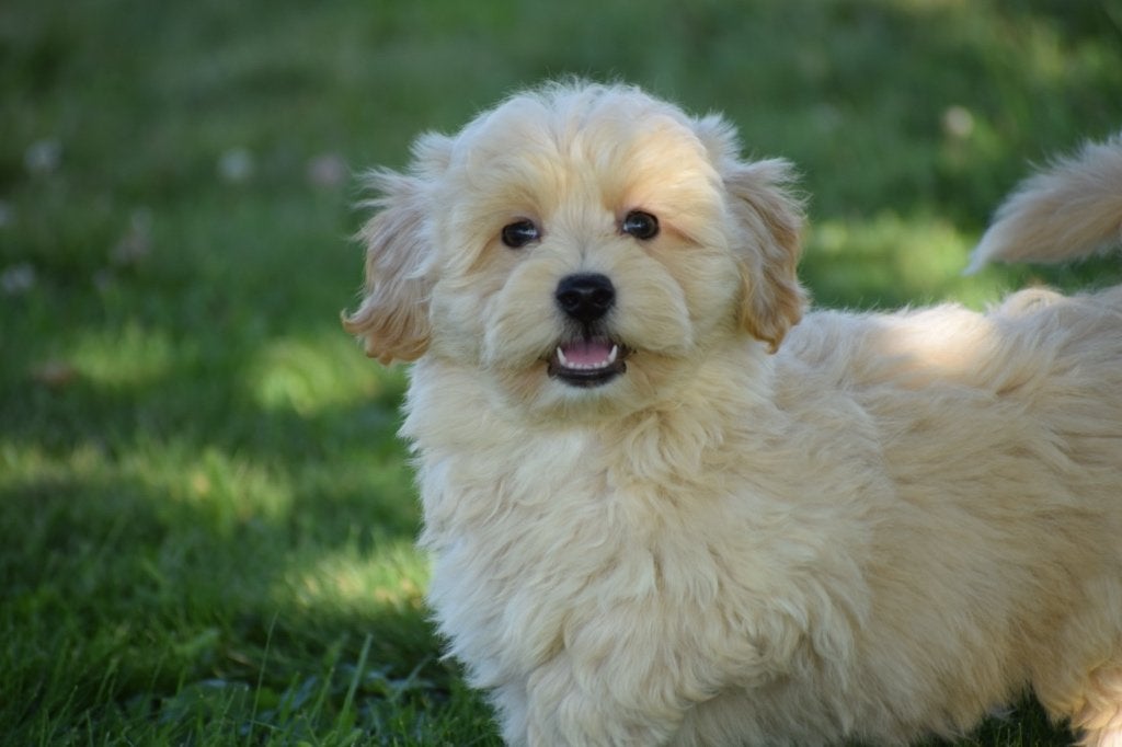 Maltipoo pups diverse kleuren en grotes, België, 15 weken tot 1 jaar, Overige rassen, Parvo