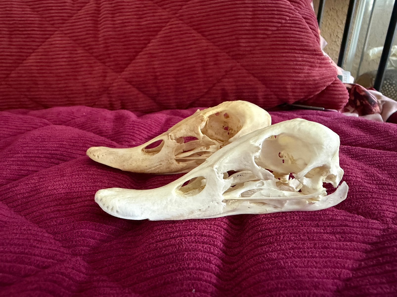 Schedel Bergeend (man), Verzamelen, Ophalen of Verzenden, Zo goed als nieuw, Vogel, Schedel