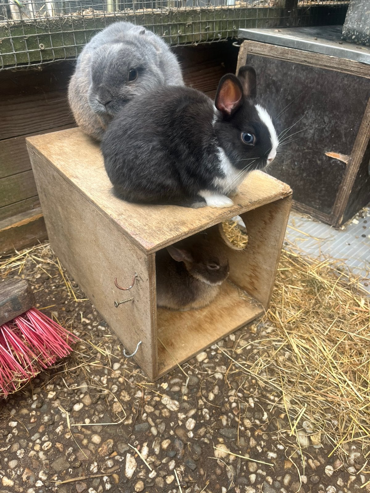 Mooie lieve loffelohr konijnen te koop, Dieren en Toebehoren, Meerdere dieren