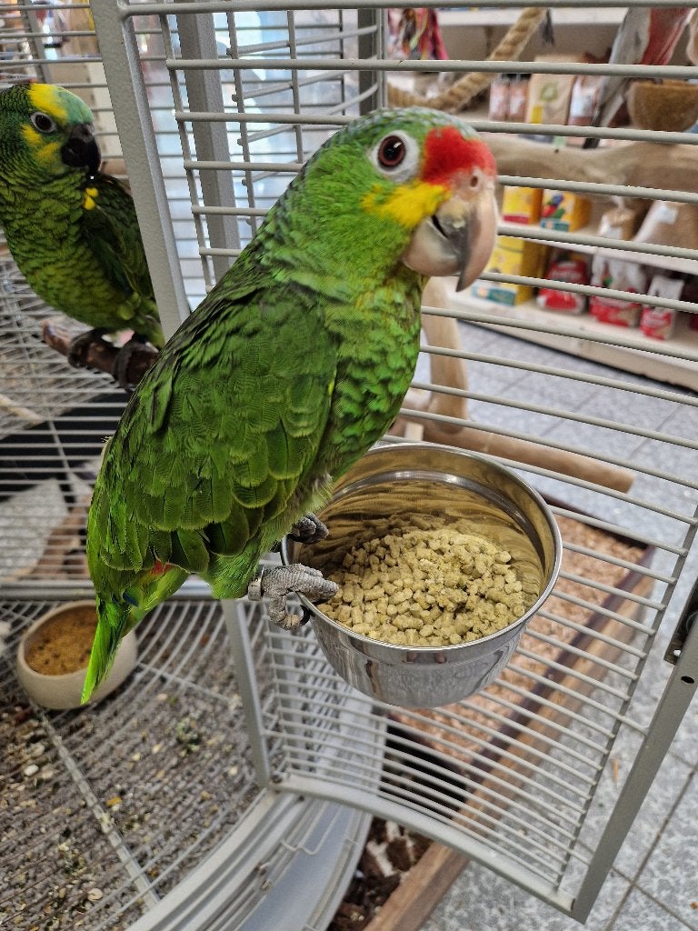 tamme geelwang amazone, Dieren en Toebehoren, Vogels | Parkieten en Papegaaien, Geslacht onbekend, Papegaai, Geringd