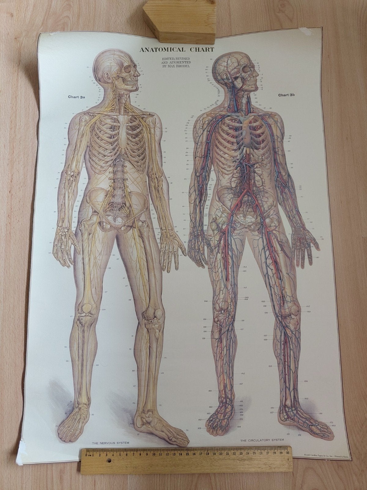 School poster van menselijk lichaam, Ophalen, Natuur en Biologie