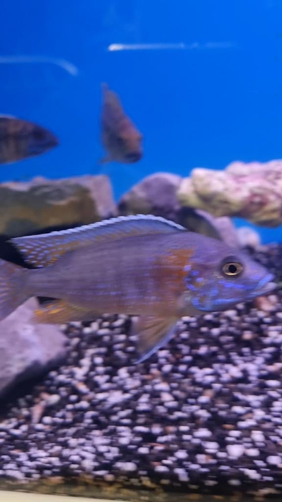 Aulonocara red rubin, Vis, Zoetwatervis, Schoolvis