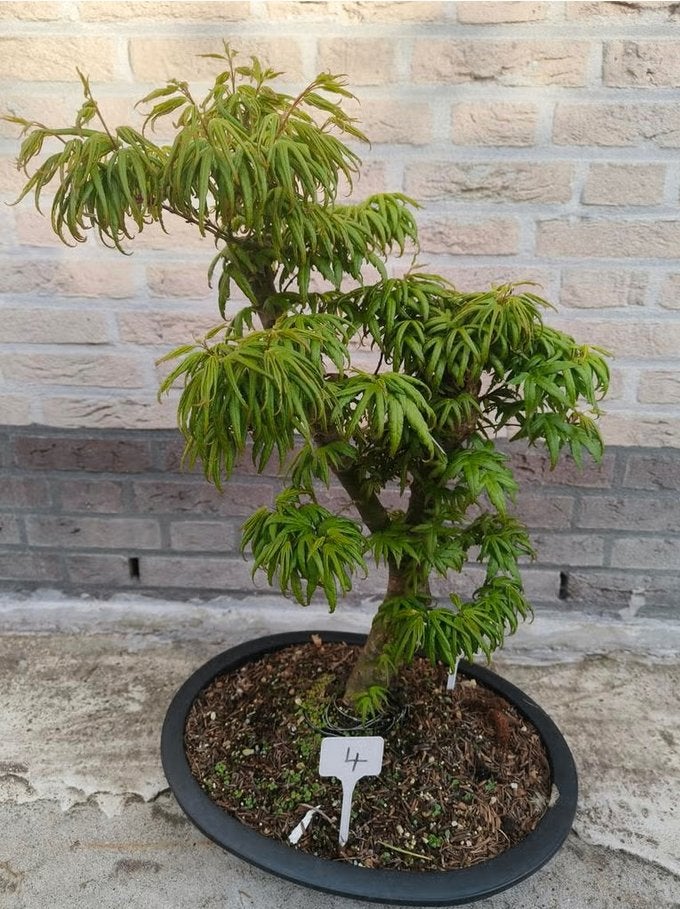 5 stuks bonsai Acer palmatum Seiun kaku, Tuin en Terras, Bloeit niet, Halfschaduw, Overige soorten, Minder dan 100 cm