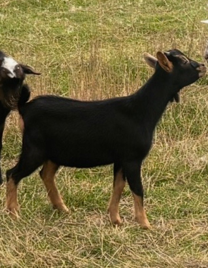 Dwergbok black en tan kleur, Mannelijk, Geit