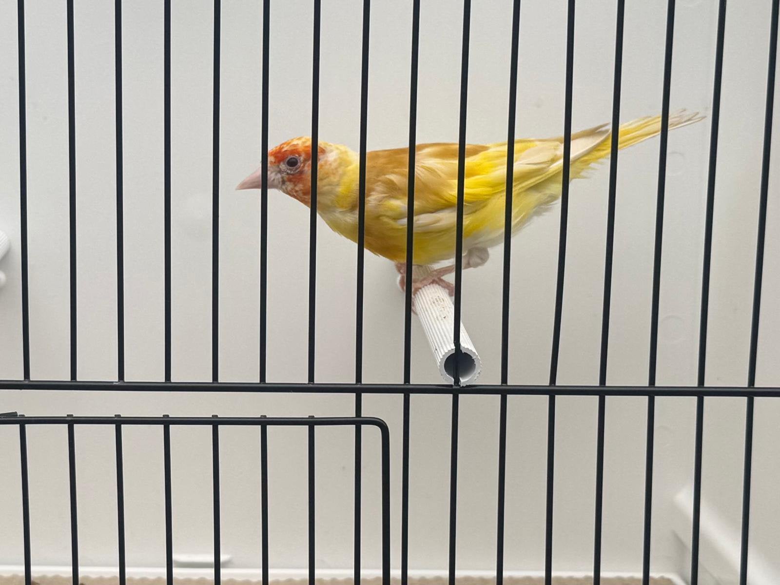 Major Putter Pop Te Koop, Vrouwelijk, Wildzangvogel, Geringd