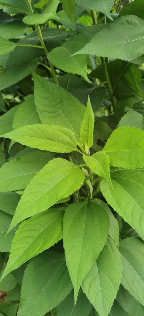 aardperen  roodkleurig, Ophalen, Halfschaduw, Zomer, Groenteplanten
