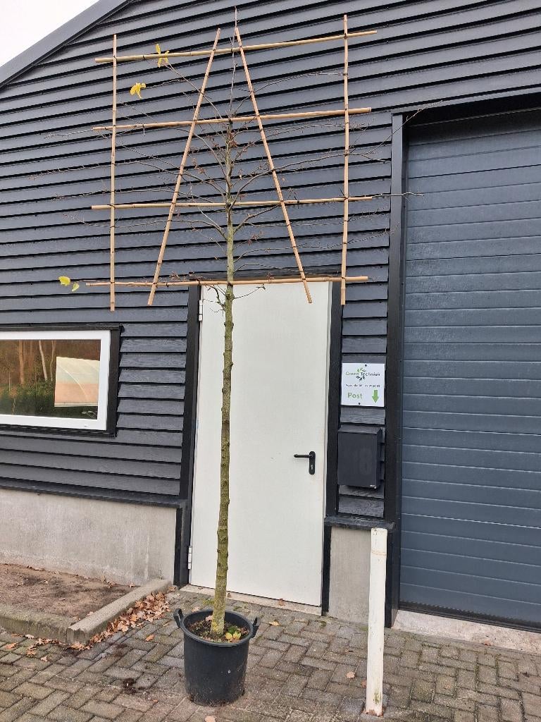 Carpinus betulus lei vorm, Leiboom, Ophalen of Verzenden, Lente, 250 tot 400 cm