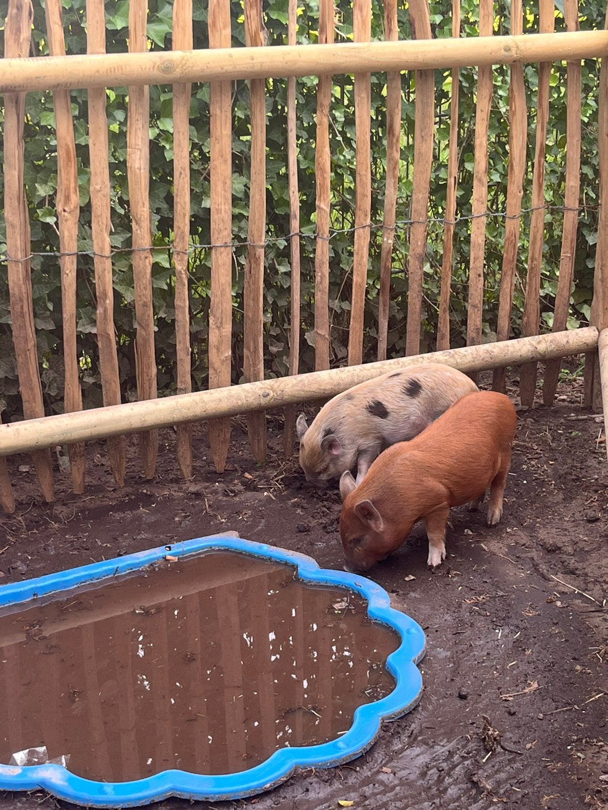 Kune Kune mix Gotthinger, Meerdere dieren, Varken, 0 tot 2 jaar