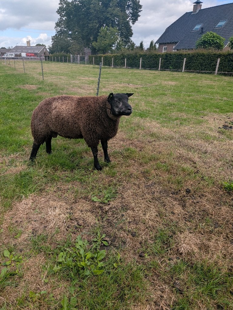 Blauwe Texelaar dekram ARR/ARR, Dieren en Toebehoren, Mannelijk, Schaap
