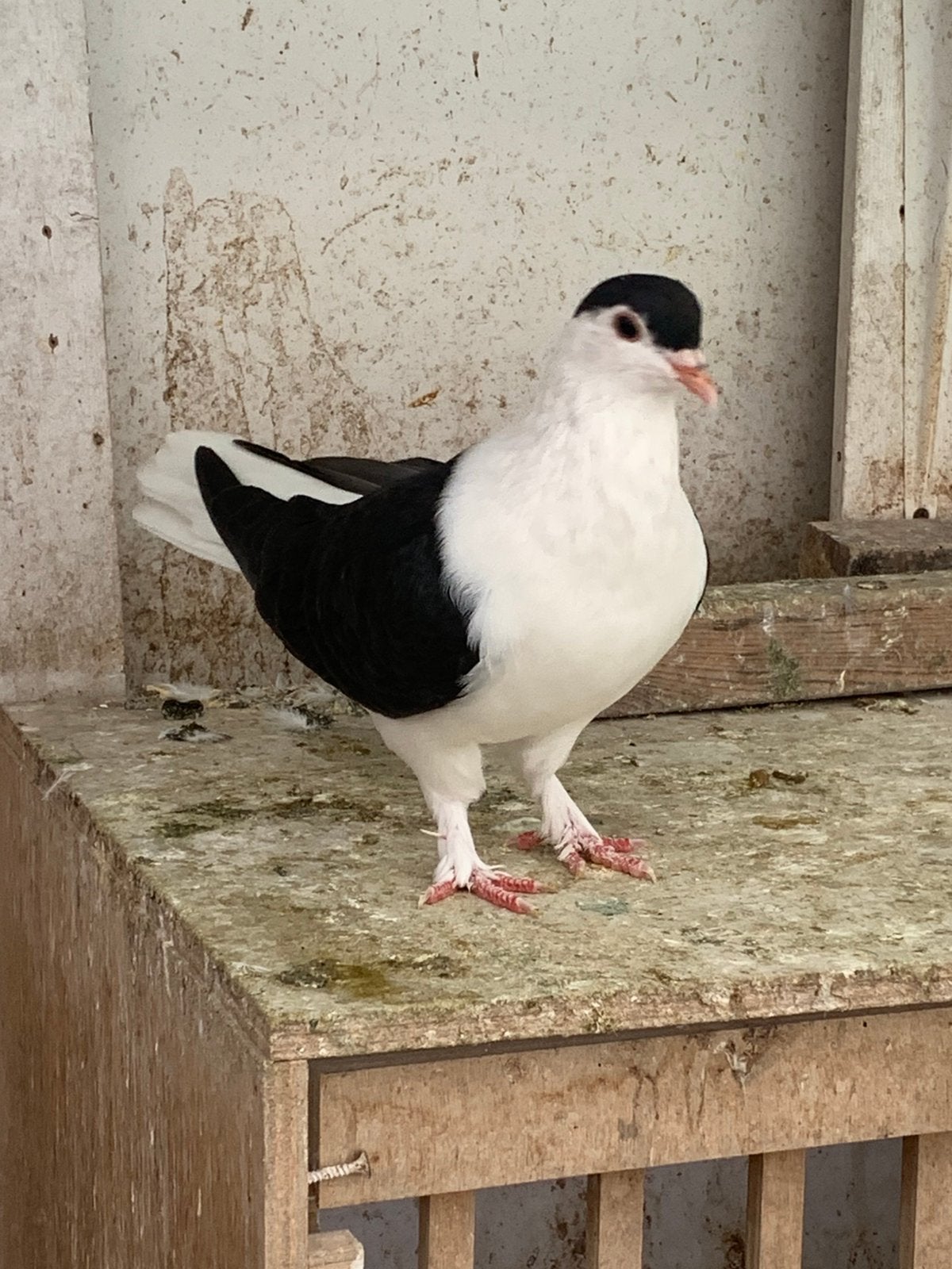 Afghans duiven te koop, Meerdere dieren, Overige soorten