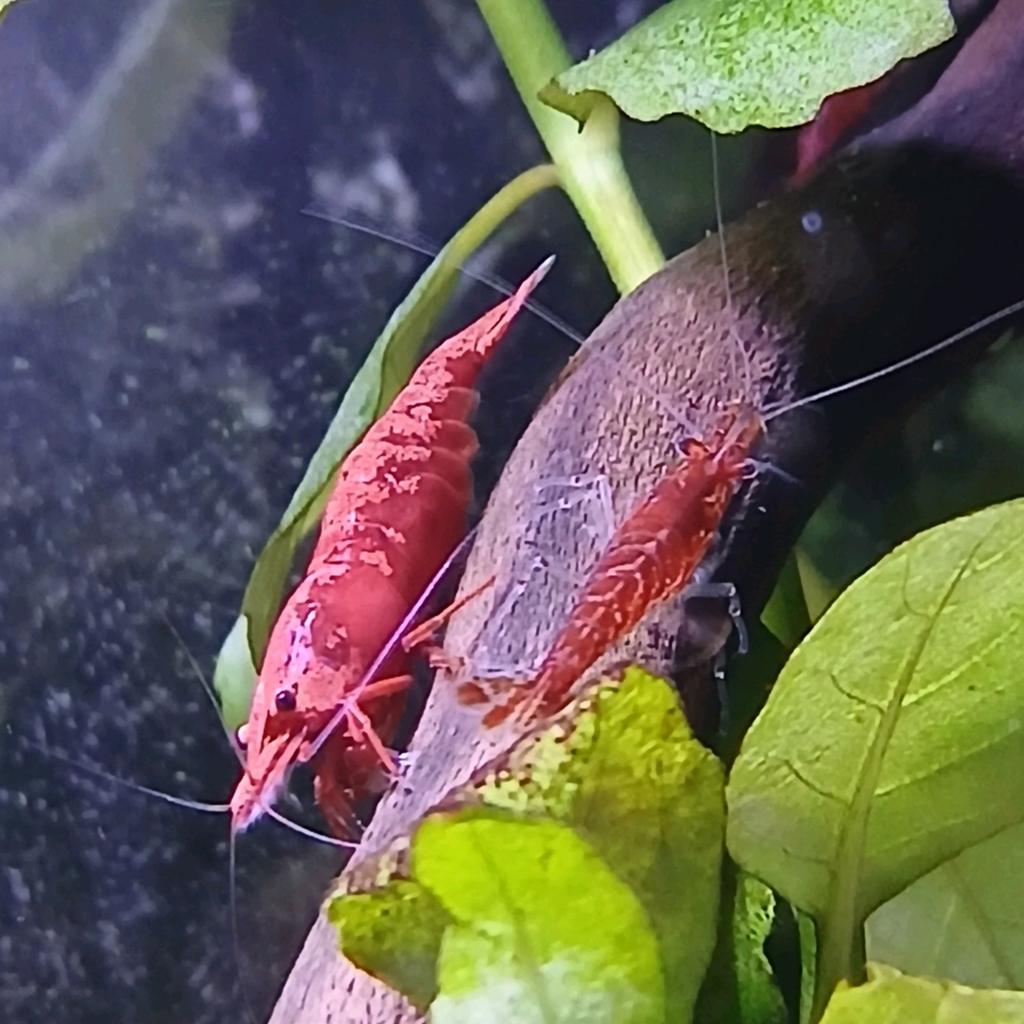 Vuur Garnalen, Kreeft, Krab of Garnaal