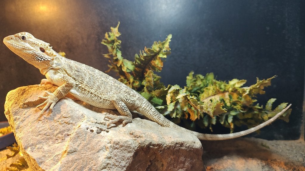 1.0 Pogona vitticeps - baardagame Bearded Dragon photo 2