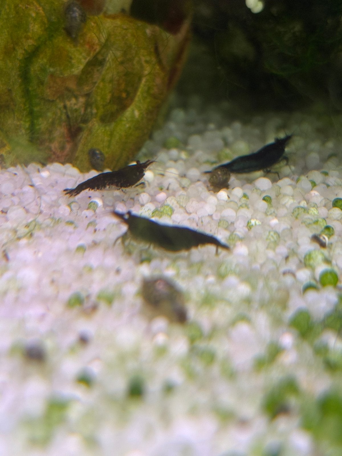Mooie donkerblauwe garnalen (Blue Diamond, eigen kweek), Dieren en Toebehoren, Vissen | Aquariumvissen, Kreeft, Krab of Garnaal